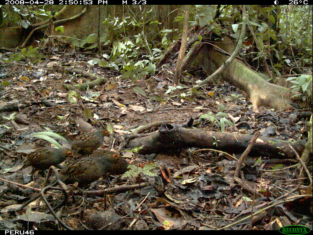 Marbled Wood Quail This Marbled Wood Quail, Odontophorus g… Flickr