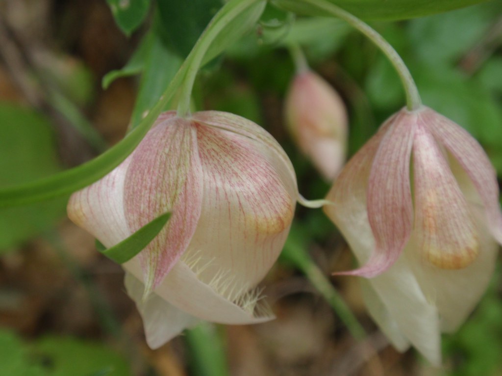 Globe Lily 02 Tom Hilton Flickr