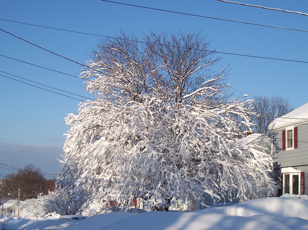 Neighbor's tree Fevan51 Flickr