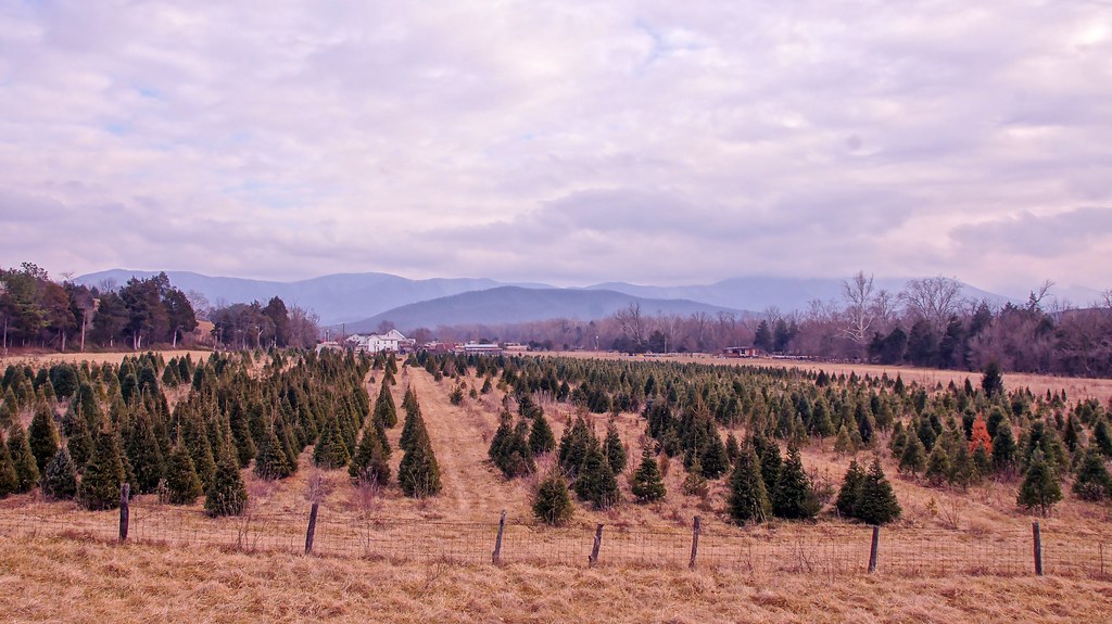 Page Valley Christmas tree farm DSC05884 Stephen Little Flickr