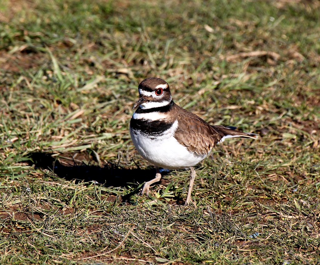 Kildeer A Pair of Killdeer were looking for food in the pa… Flickr