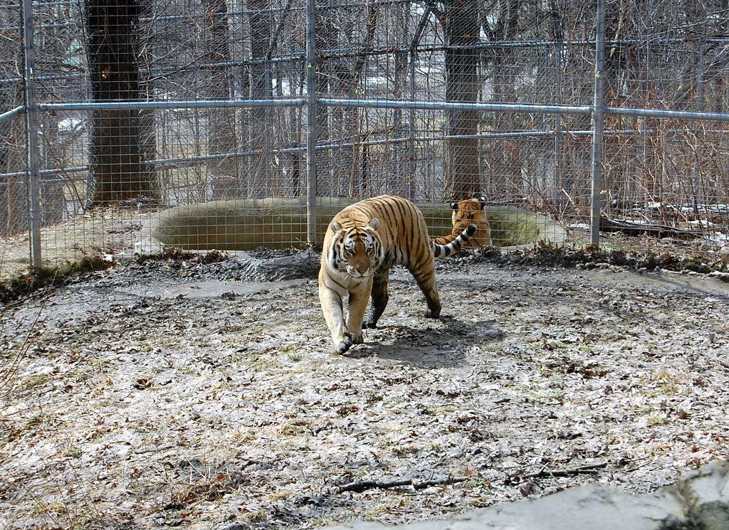 Amur Tiger Park Zoo This is an Amur Tiger, also k… Flickr