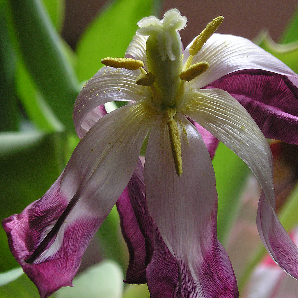 falling tulip petals the petals started falling shortly af… Flickr