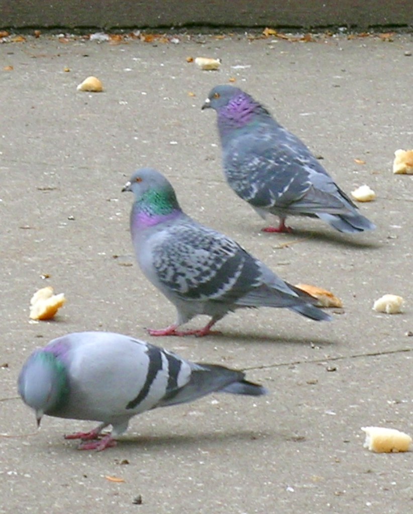 Fearless Pigeons They fear neither crouton or human. M4XIM4GE Flickr