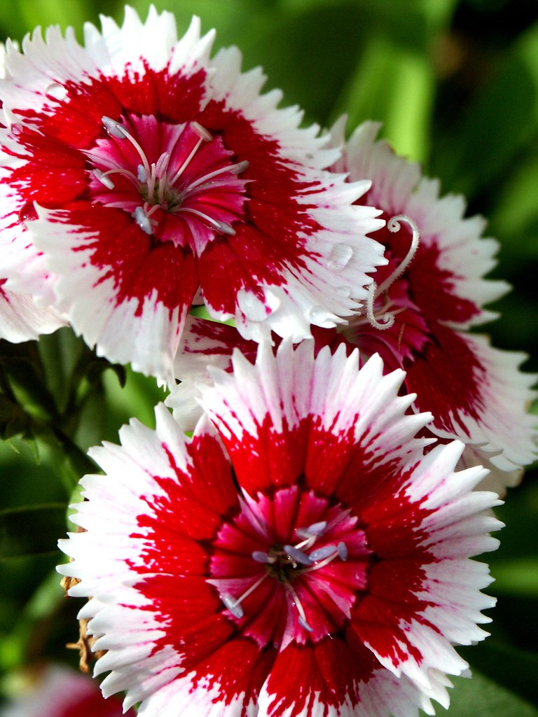 Red & White Flower Feel free to use this image, with attri… Flickr