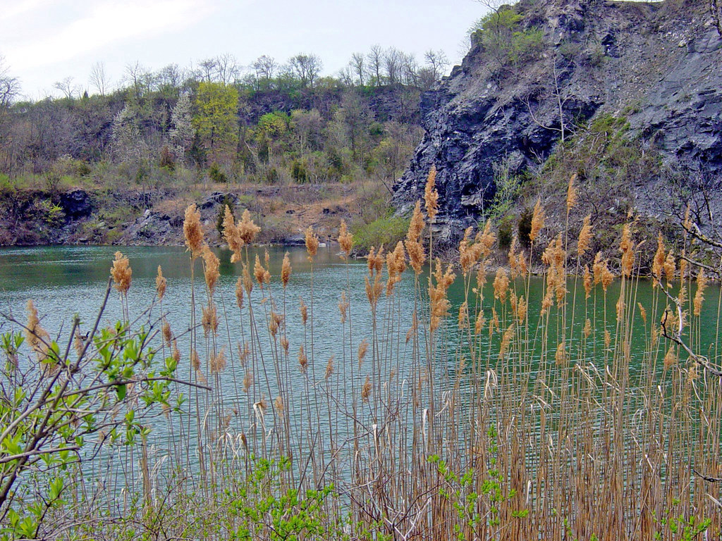 Reeds in front of quarry lake, Ironton Park, Whitehall Tow… Flickr
