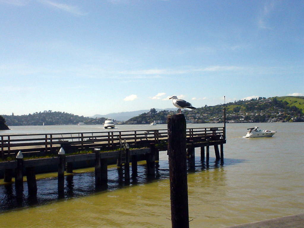 Angel Island Comings and goings at Ayala Cove diamond geezer Flickr