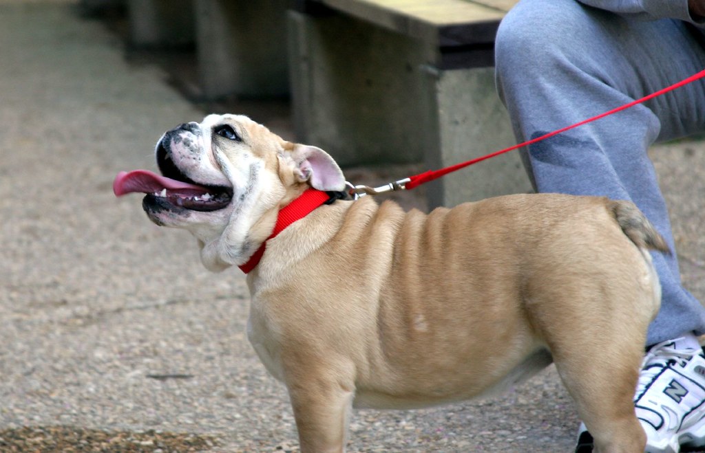 Great Falls Dog Dog at the Great Falls National Park. Aaron b