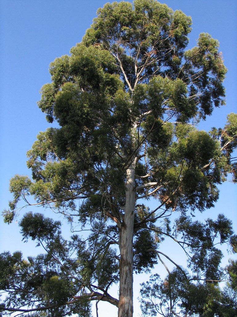 Eucalyptus Although not native to Kenya, this tree has a b… Flickr