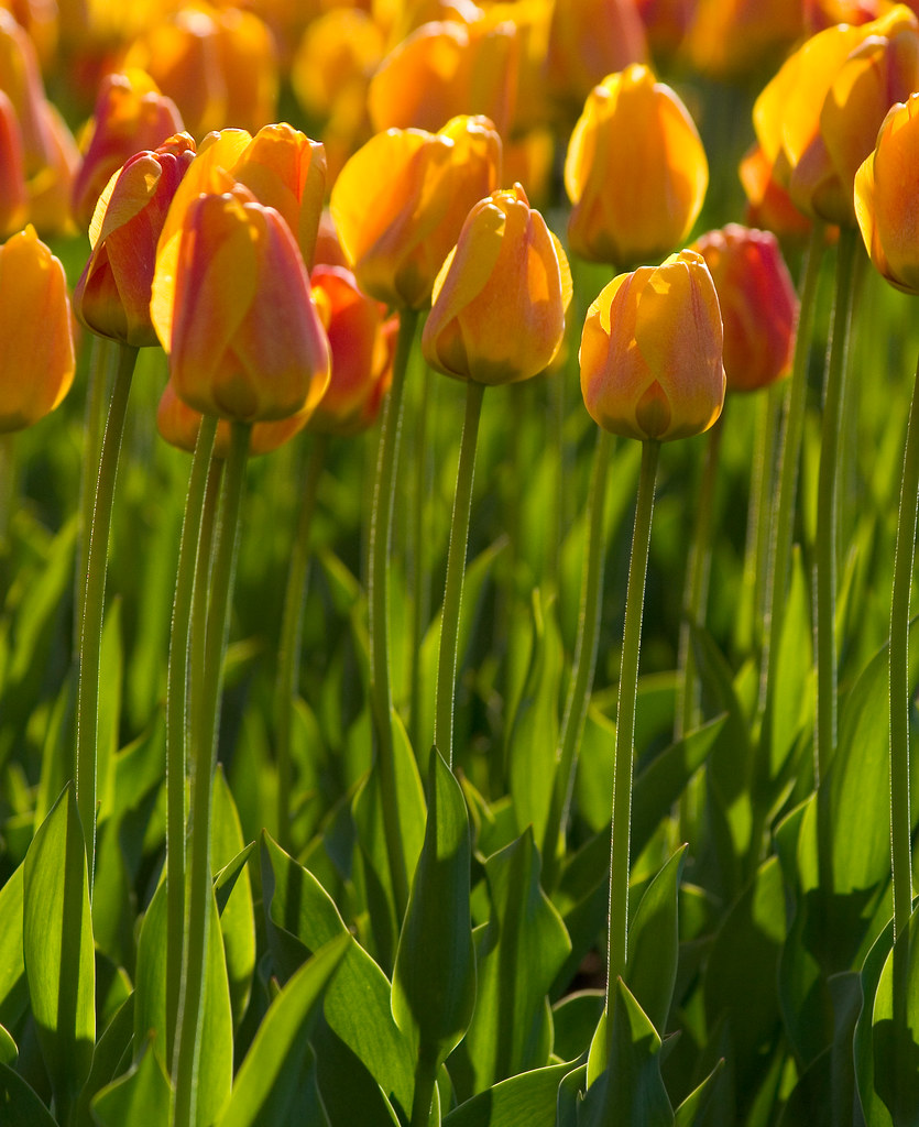 tulips Elizabeth Park , Hartford Barry Donaghue Flickr