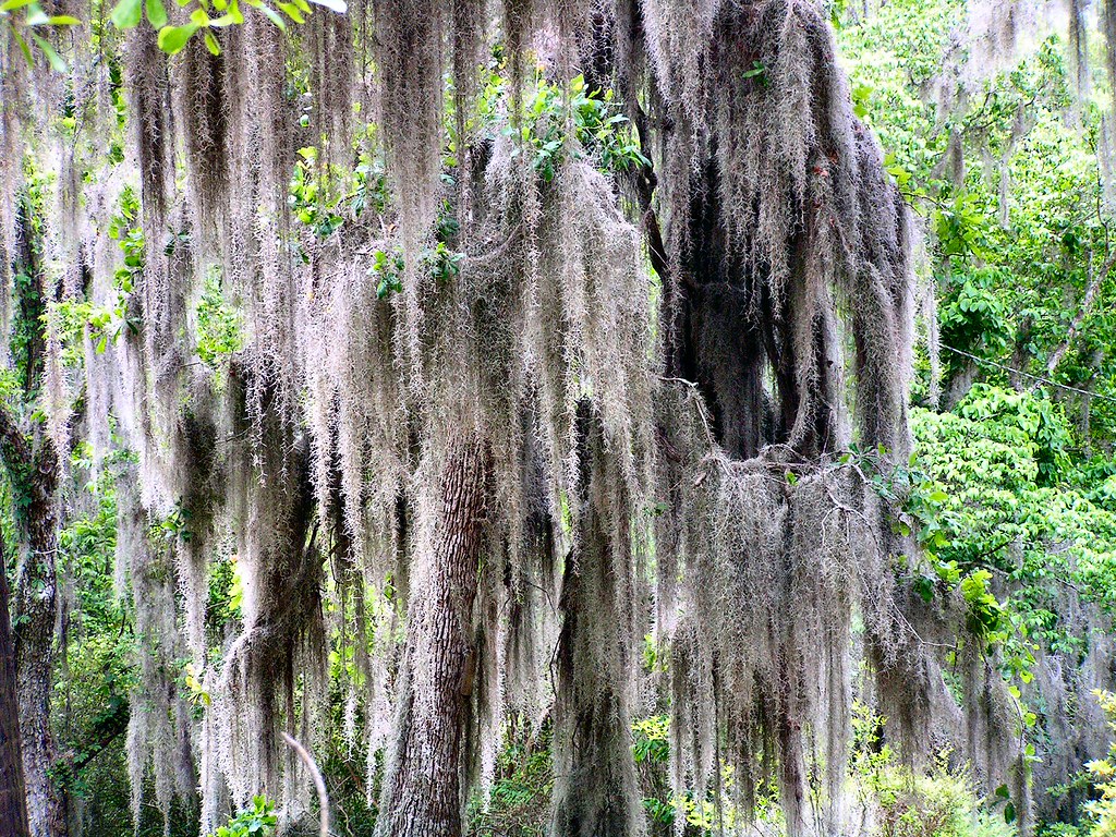 Spanish Moss [I] Appling County, All rights reser… Mike McCall Flickr