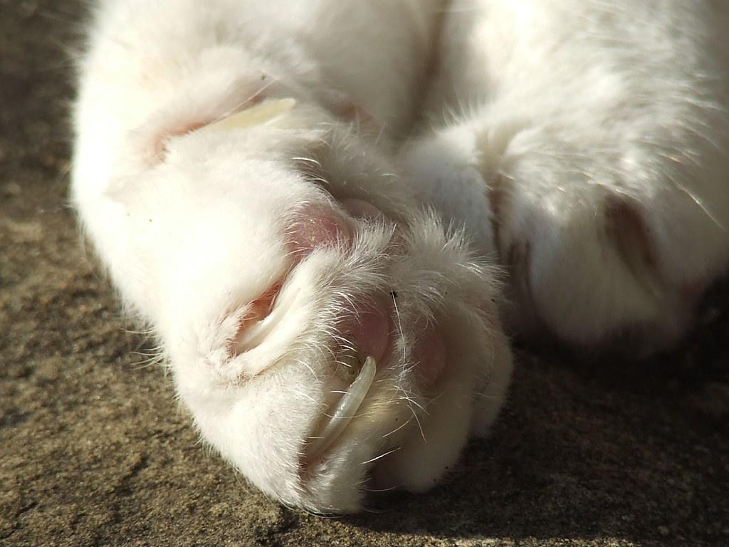 Cat Feet I think a trip to the vet to get her claws clippe… Flickr