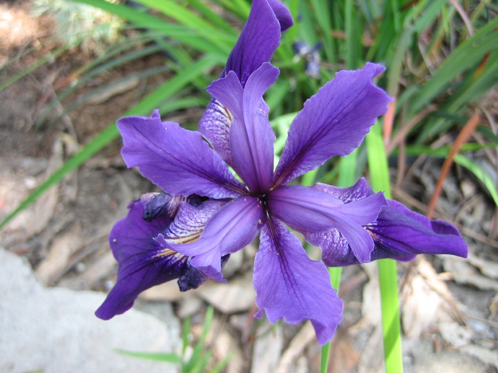 Closeup of native iris flower Picture taken on Sunday, Apr… Flickr