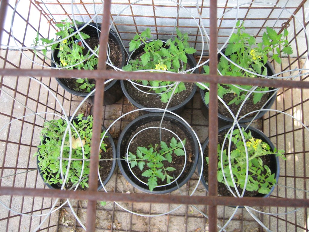 Tomatoes in the Deer Proof Cage Jeff Tidwell Flickr