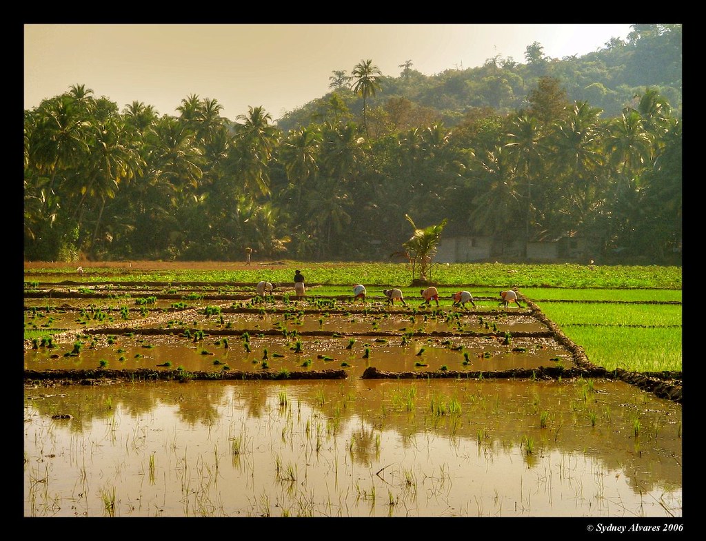 TRAVEL Farming (Goa, India) Farming is one of the occupa… Flickr