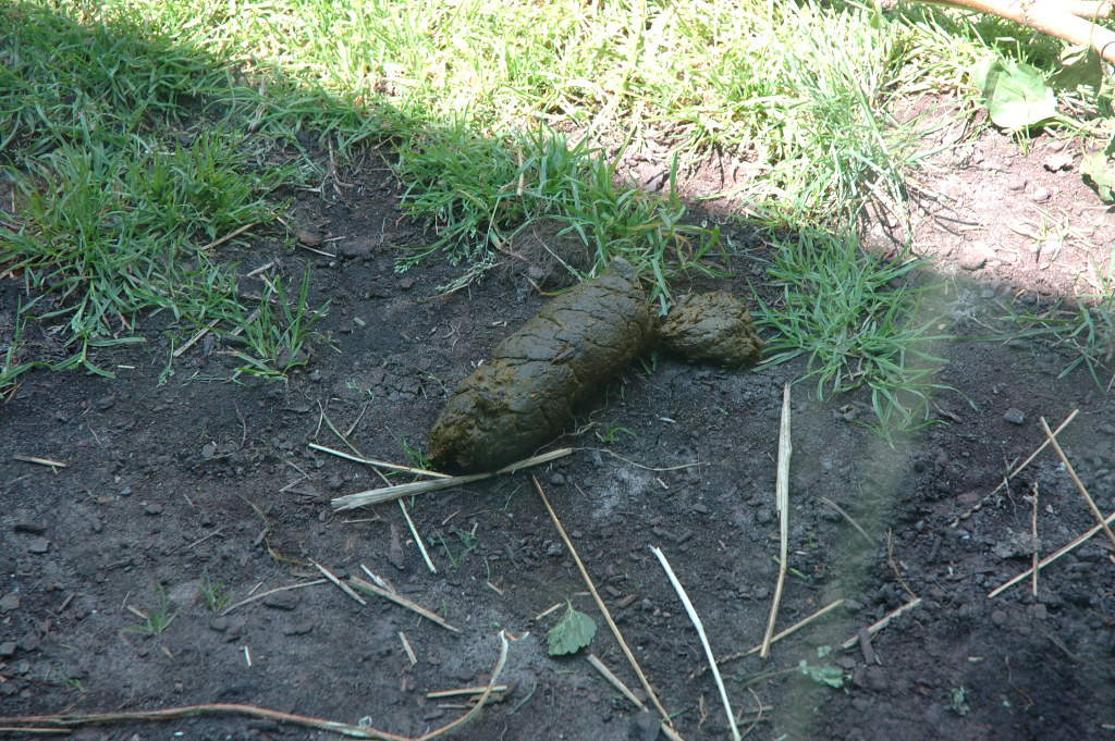 Gorilla Poop Gorilla poop at Toledo Zoo. He tried to eat i… Scott