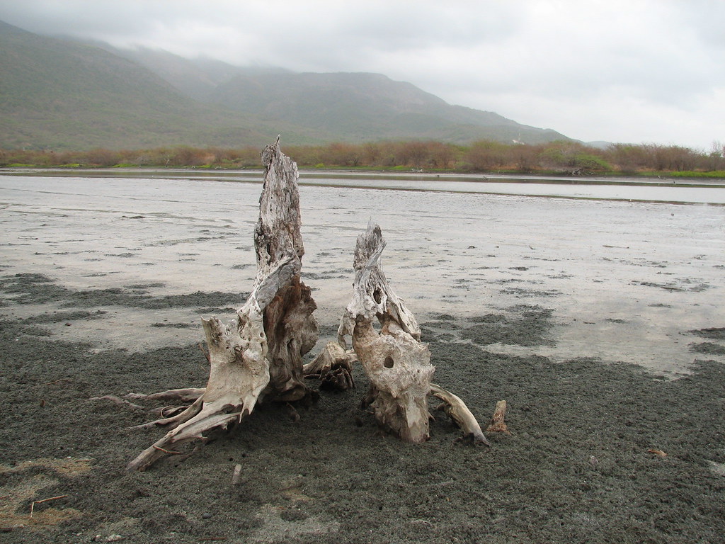 yallahs salt pond 4 The salt water eventually starves the … Flickr
