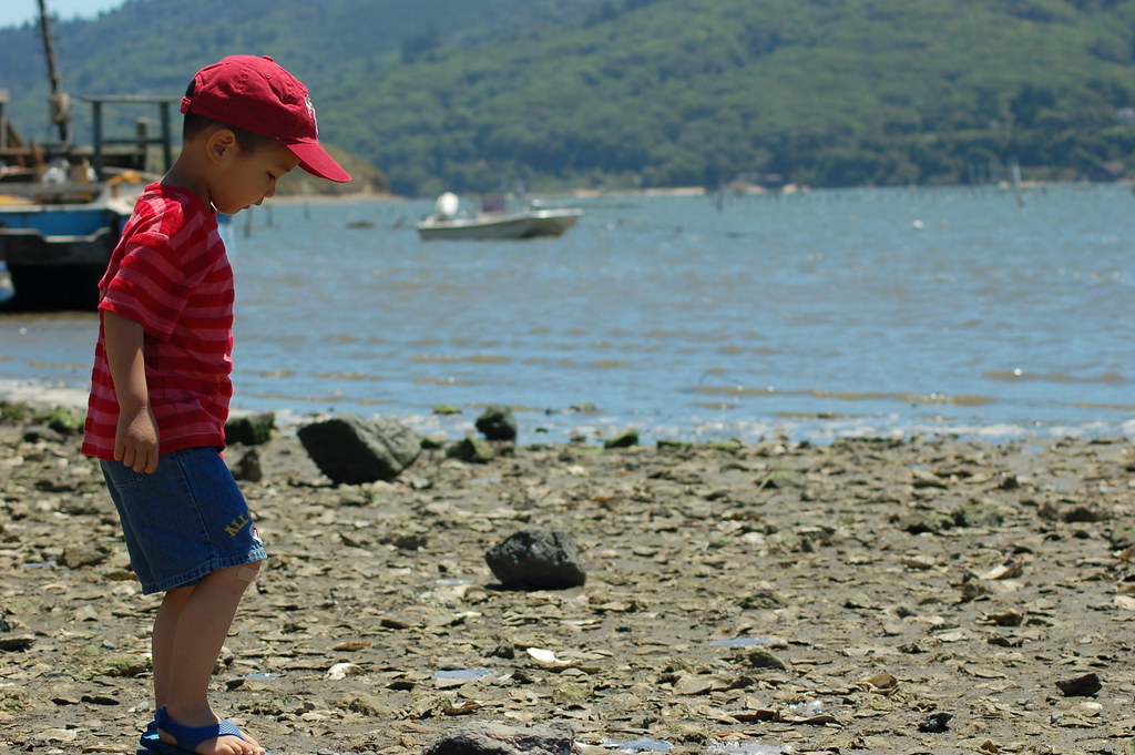 Oyster Farm 32 Tomales Bay Oyster Farm, Marshall, Ca toma… Flickr