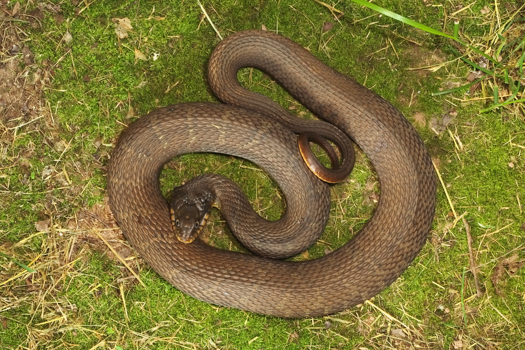 Plainbellied Watersnake Near Maysville, Benton County, Ar… Flickr