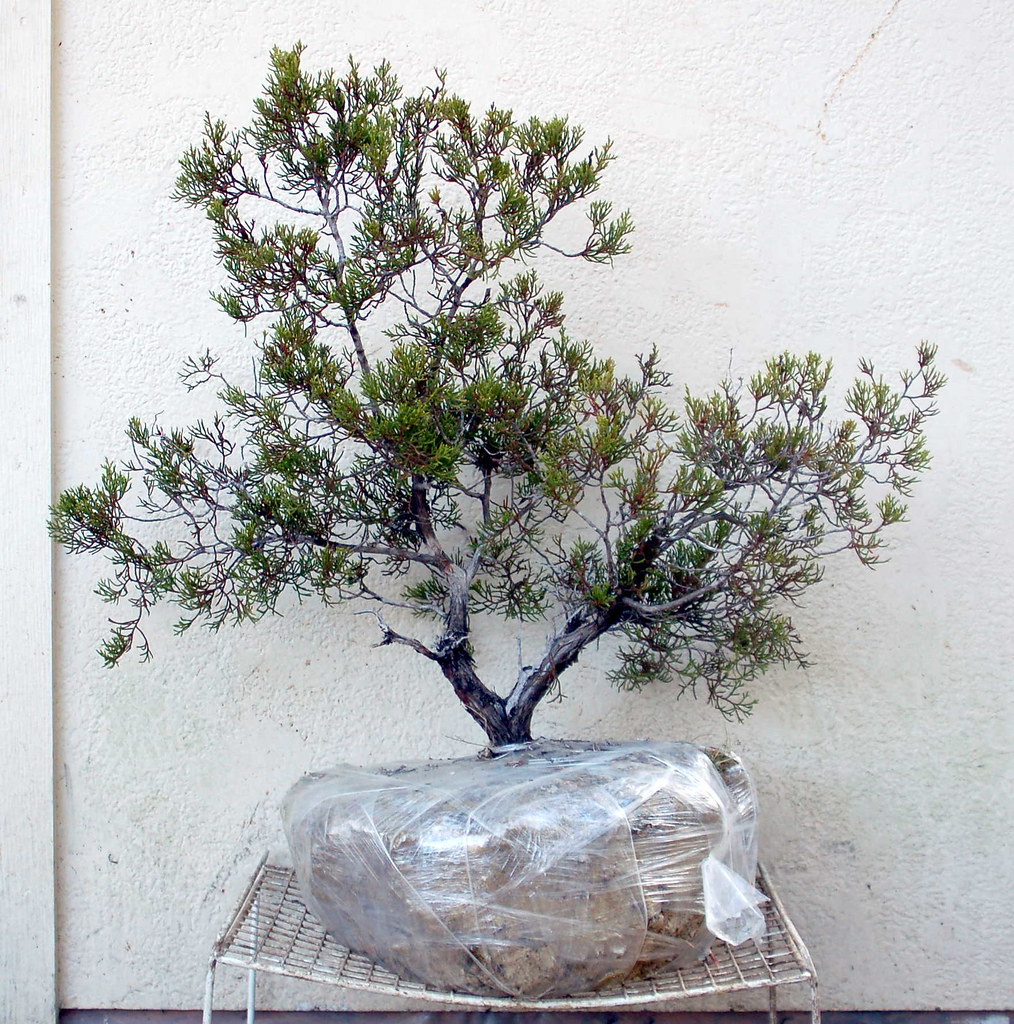 Juniperus ashei, Ashe Juniper 17 (2011 130) a Glen Rose d… Flickr