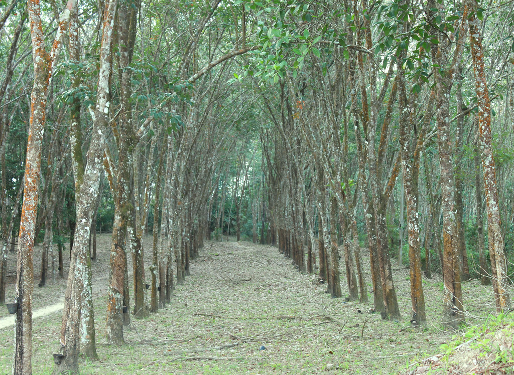 ladang getah !r Flickr
