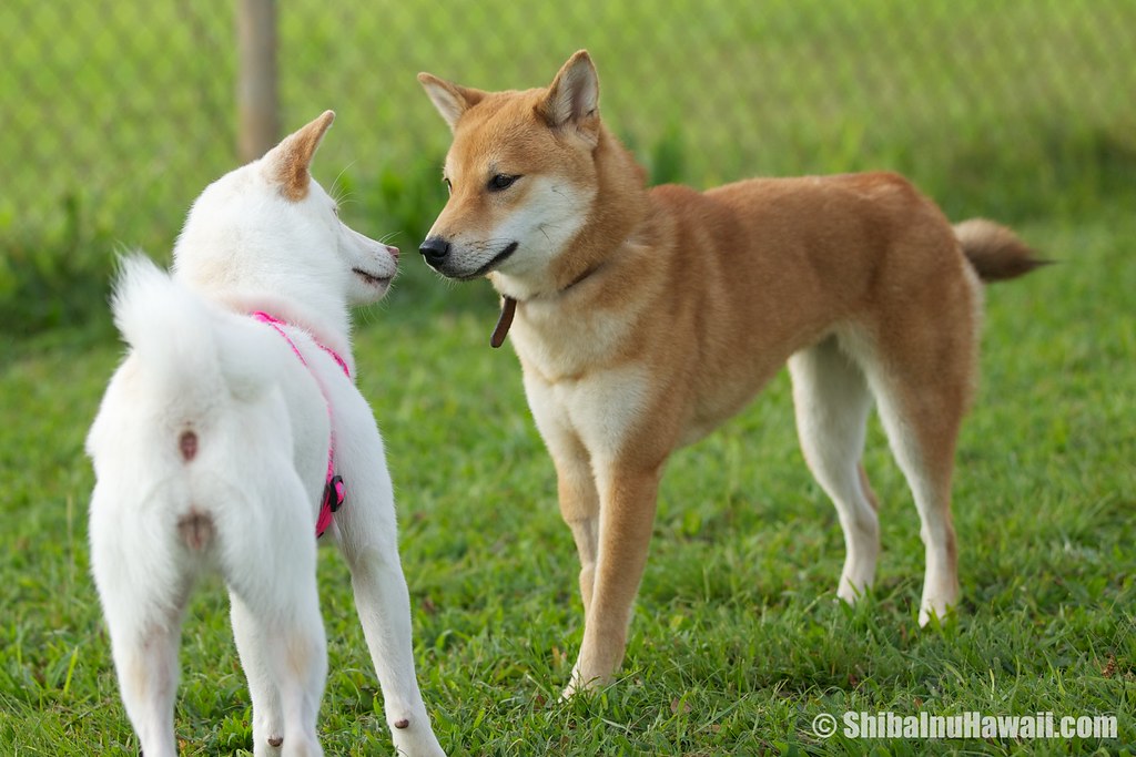 Kuri, meet Yuki! Shiba Inu Hawaii Flickr