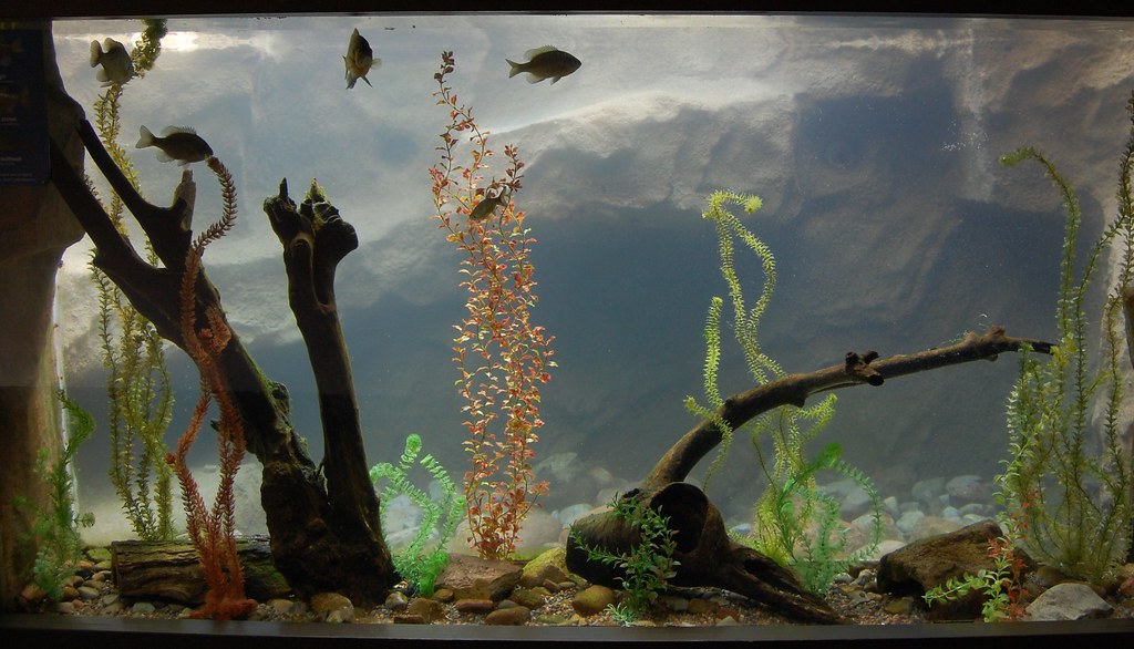 Sea Life USS Antiquities Exhibit Park Zoo Flickr