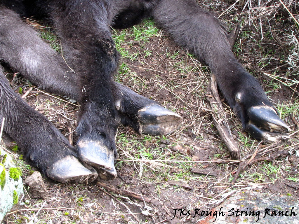 Cute Lil' Calf Hooves Day old heifer hooves are cute too..… Flickr