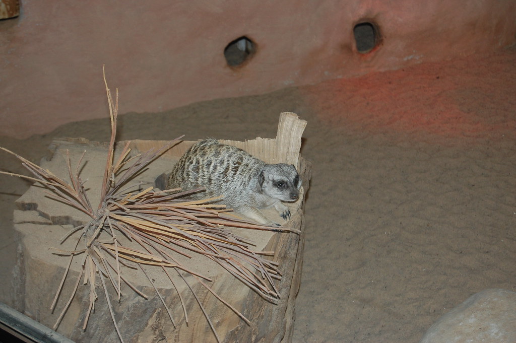 Meerkat Park Zoo This little meerkat is taking a … Flickr