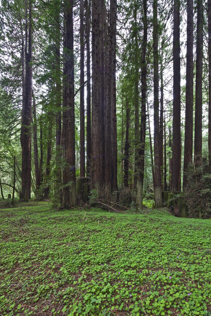 Mendocino Redwoods 6 Along highway 128 and the Navarro Ri… Flickr