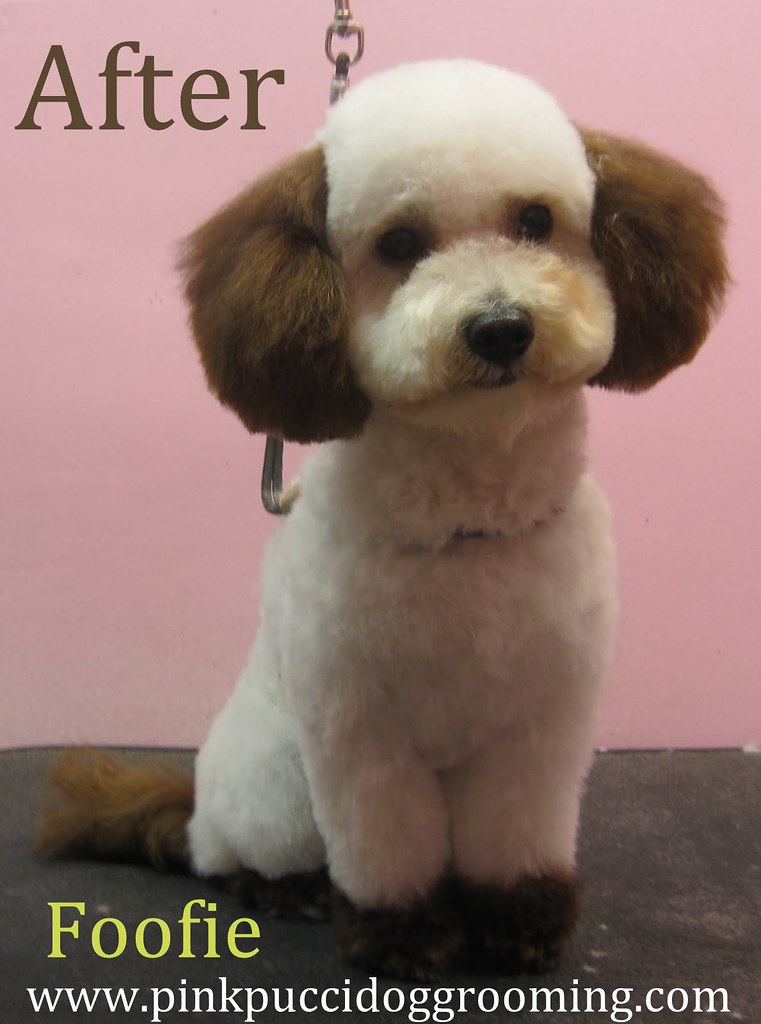 Flickriver Photoset 'Japanese Style Dog Grooming' by PinkPucciDogGrooming