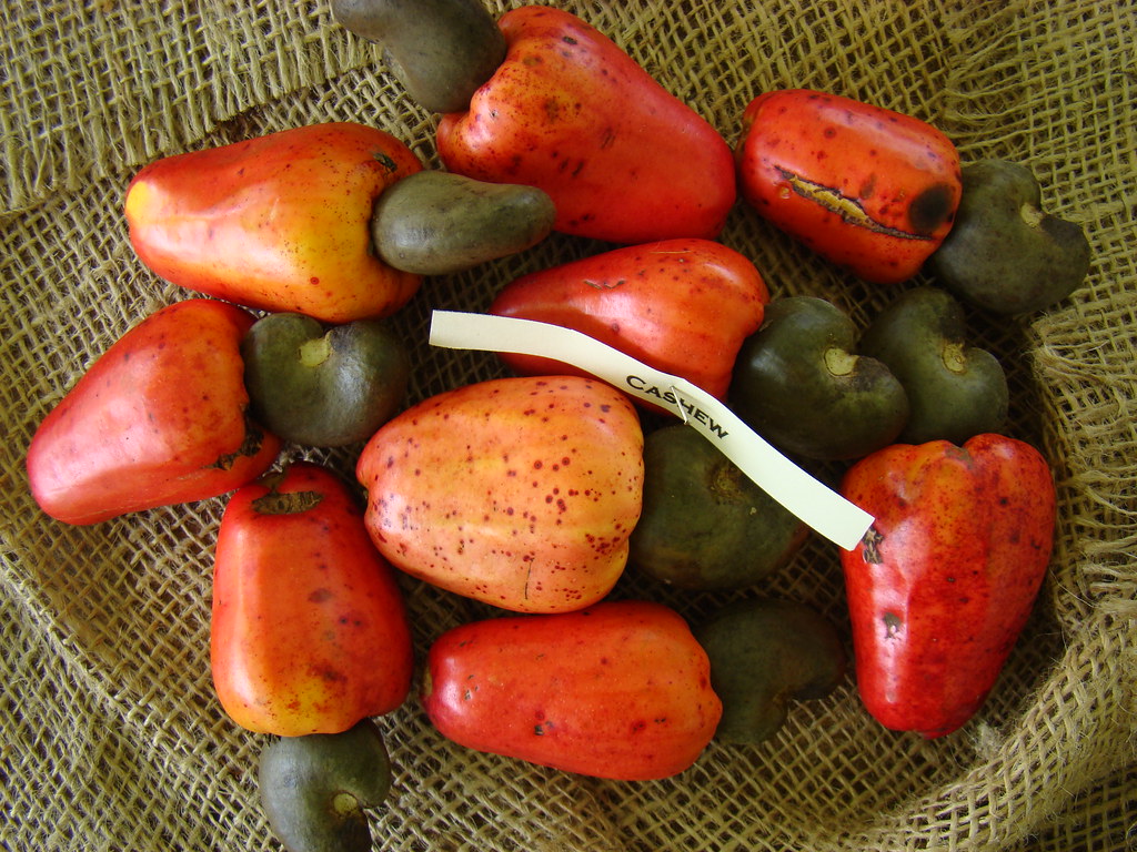 CASHEW 5 / (Bengali = কাজু বাদাম) Display of Cashews the… Flickr