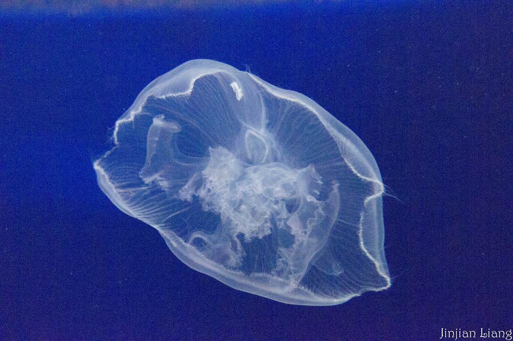 Jellyfish SeaWorld San Diego jinjian liang Flickr