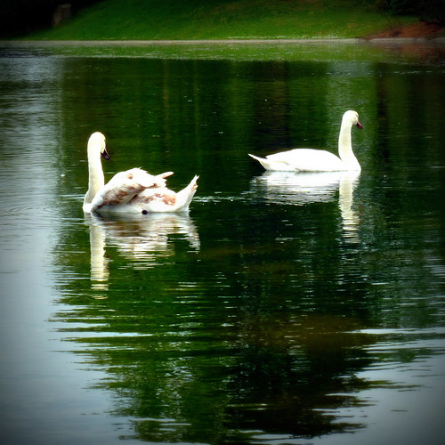French Swans "That's one helluva tail feather. I gotta flo… Flickr