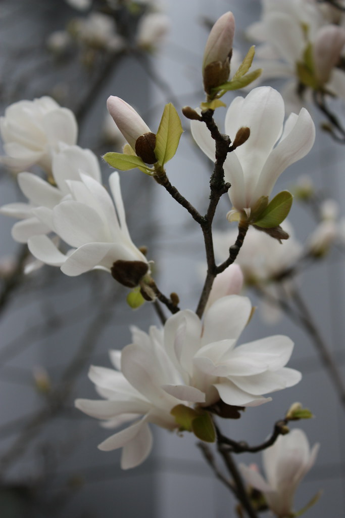 Magnolia Flowers Photography Course Spring in the City. M… Flickr