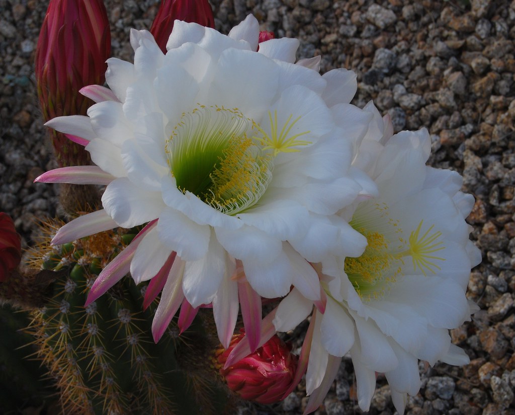 Cactus Flower in Morning Sun In Scottsdale, AZ in April Flickr