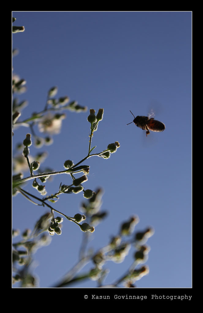The Busy Bee “The busy bee has no time for sorrow.” Willia… Flickr