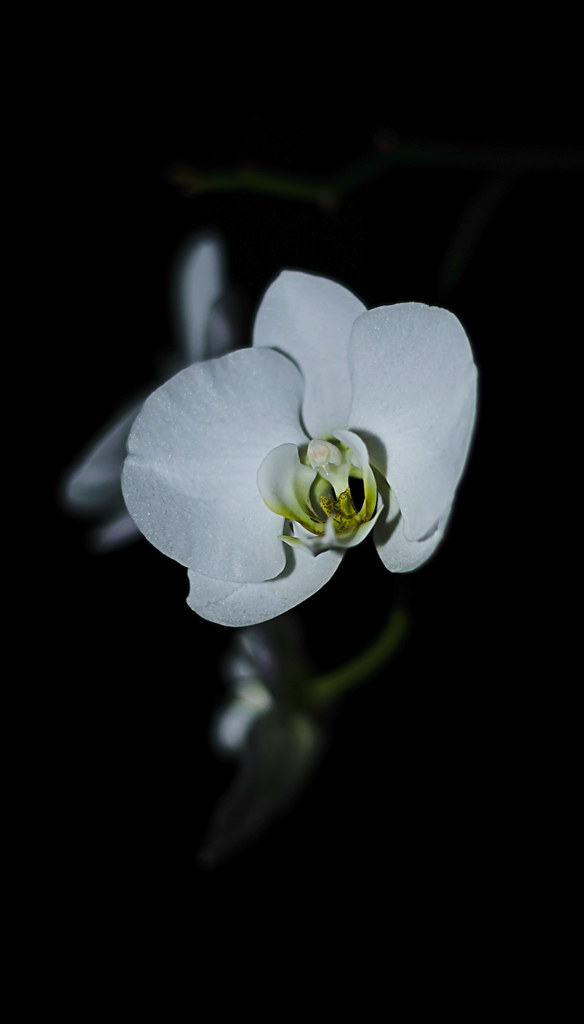 My orchid is still alive!! Just trying my new flash norm… Flickr