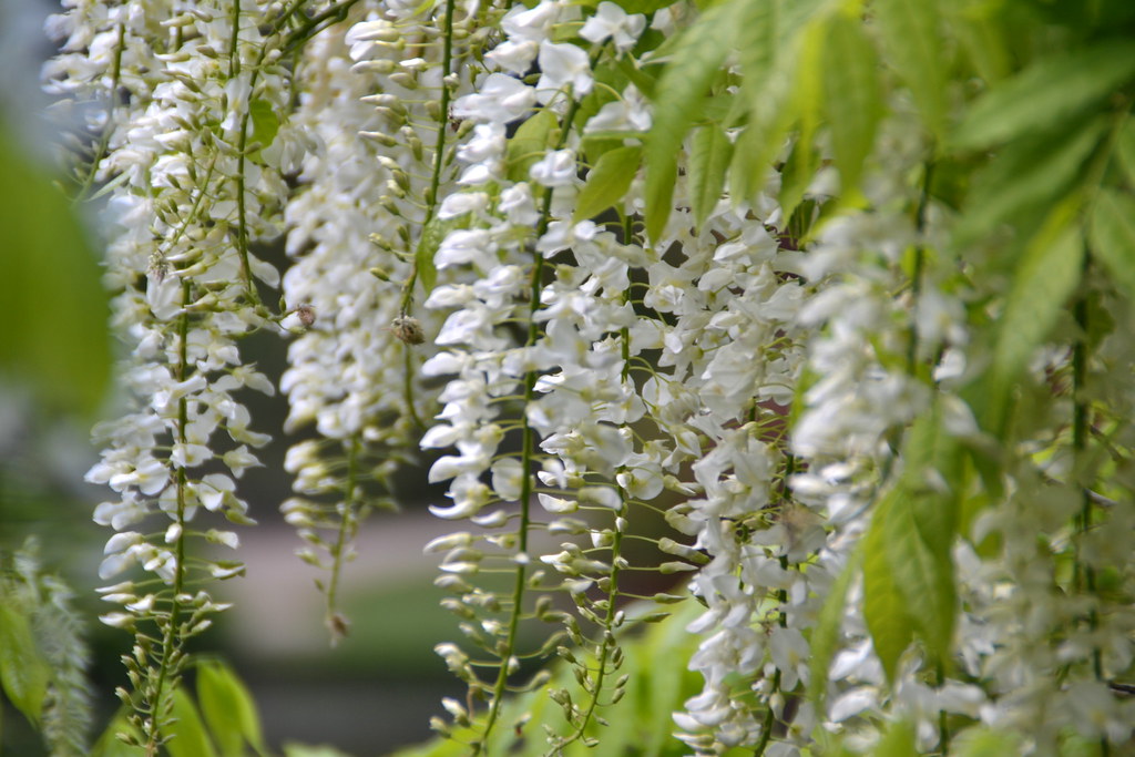 Drooping flowers i n k a m a c k Flickr