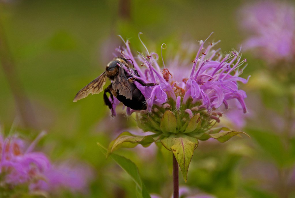 Elevation of Hwy At, Villa Ridge, MO, USA Topographic Map Altitude Map