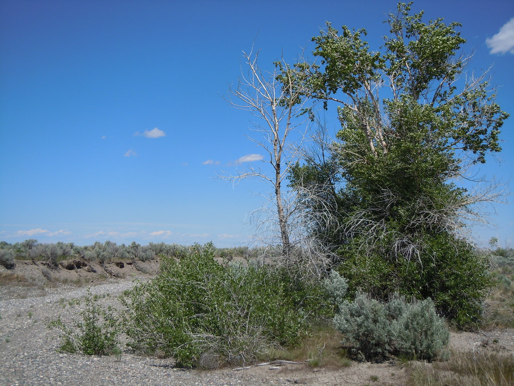 Populus angustifolia Populus angustifolia is distinguished… Flickr