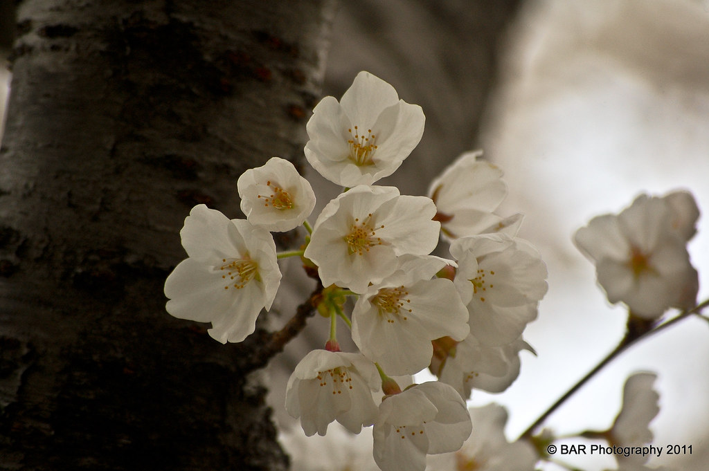 National Cherry Blossoms Festival Day 5 Washington D.C. … Flickr