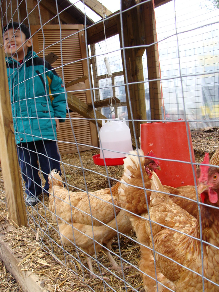 Happy in the Chicken Coop One of our smallest farmers enjo… Flickr