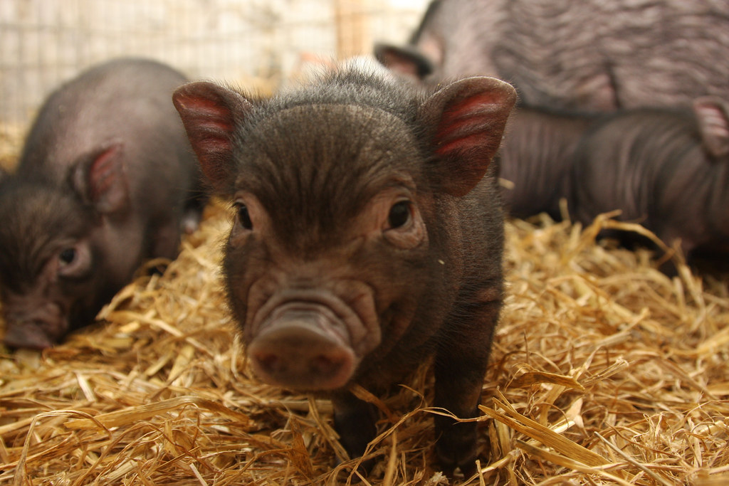 Vietnamese PotBellied Miniature Pig © Connor McCarra. c_mccarra Flickr