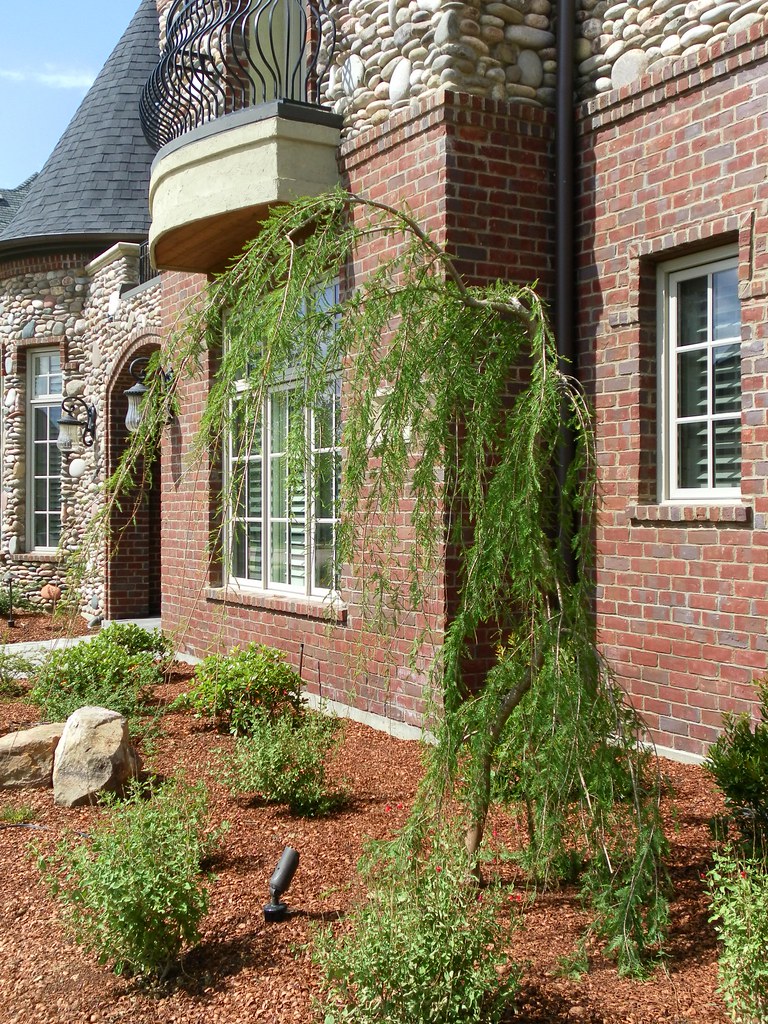 Custom Landscape Design Dallas David Gaona