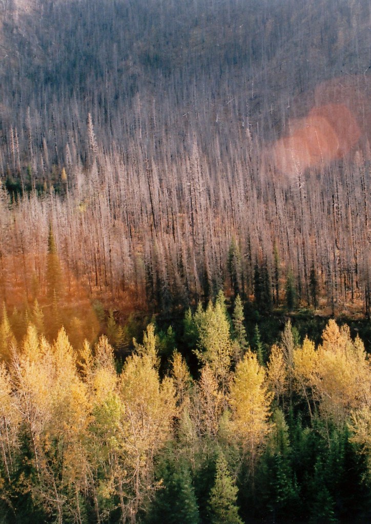 Near Seeley Lake, Montana The aftermath of a fire in 2007… Flickr
