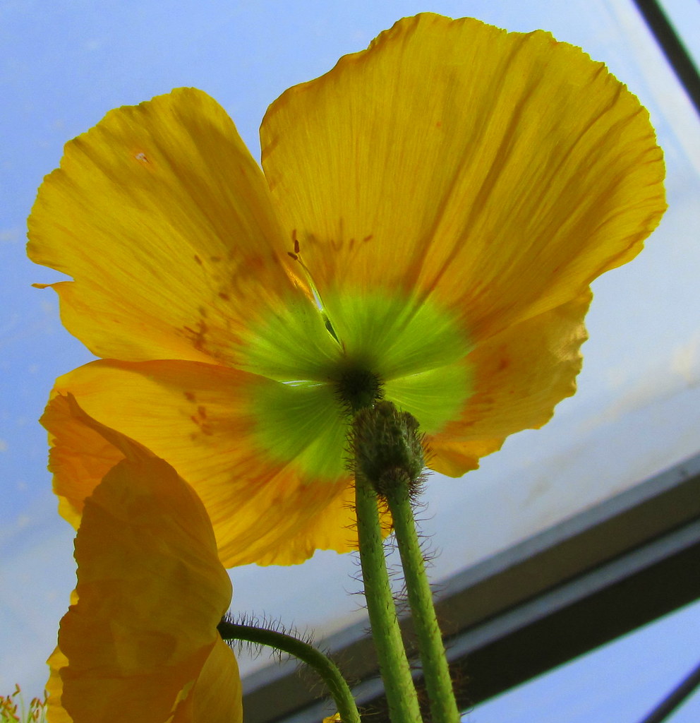 Yellow Flower of France. Colours of Nature. Yellow Flower … Flickr