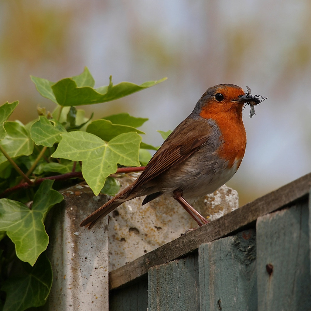 Adult Robins getting the food for the chicks Some pictures… Flickr