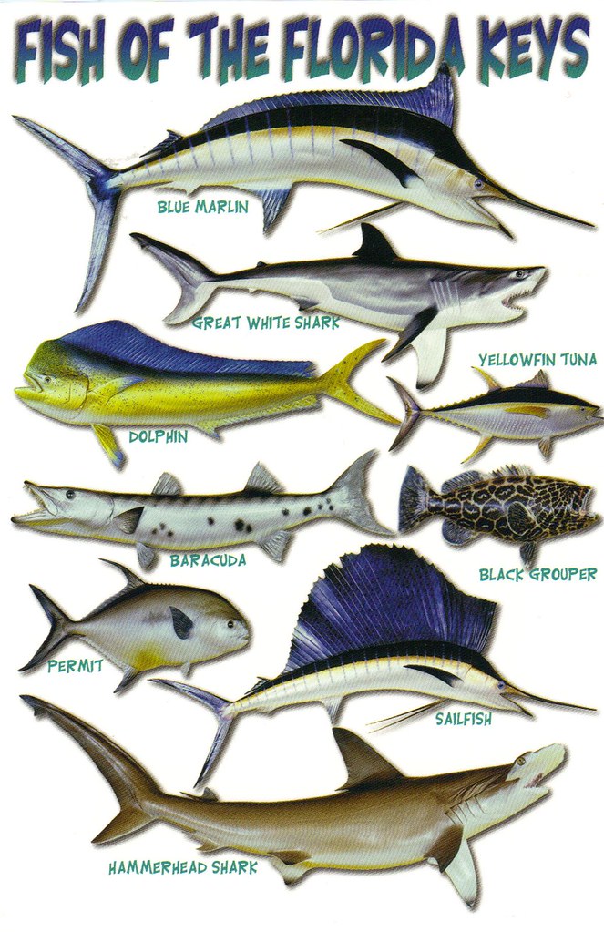 Florida Keys fish postcard SPECIAL TRADES ONLY In the Fl… Flickr