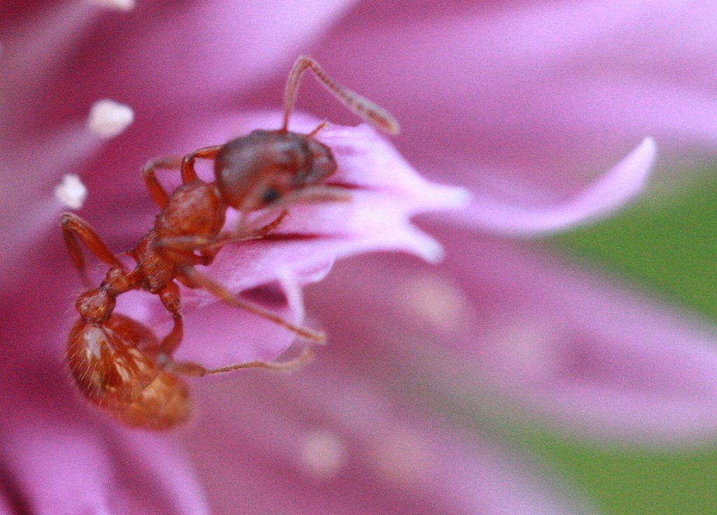 Thyme ant Quilmet red ant in a thyme flower Terry Flickr